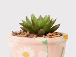 כדים לבית כדים לבית