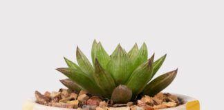 כדים לבית כדים לבית